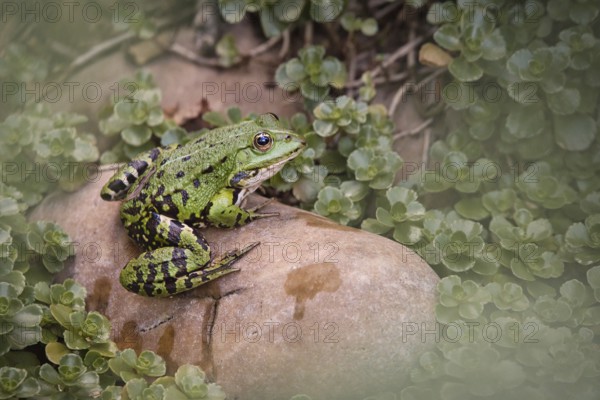 Edible Frog (Pelophylax cl. esculentus) on a stone in the countryside, Rhineland-Palatinate, Germany