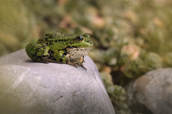 Edible Frog (Pelophylax cl. esculentus) on a stone in the countryside, Rhineland-Palatinate, Germany