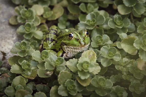 Edible Frog (Pelophylax cl. esculentus) on a stone in the countryside, Rhineland-Palatinate, Germany