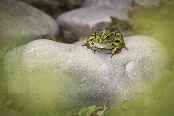 Edible Frog (Pelophylax cl. esculentus) on a stone in the countryside, Rhineland-Palatinate, Germany