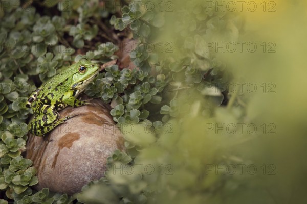 Edible Frog (Pelophylax cl. esculentus) on a stone in the countryside, Rhineland-Palatinate, Germany