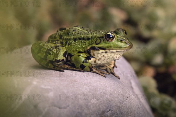 Edible Frog (Pelophylax cl. esculentus) on a stone in the countryside, Rhineland-Palatinate, Germany