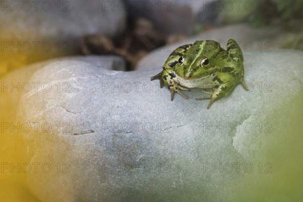 Edible Frog (Pelophylax cl. esculentus) on a stone in the countryside, Rhineland-Palatinate, Germany
