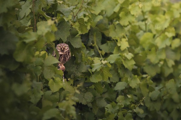 Little owl (Athene noctua) sitting in a vineyard, Rhineland-Palatinate, Germany