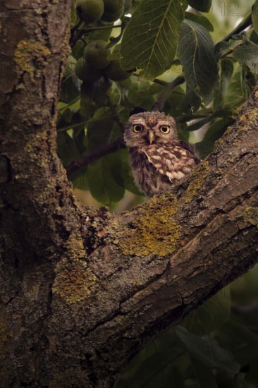 Little owl (Athene noctua) sitting in a branch fork, Rhineland-Palatinate, Germany