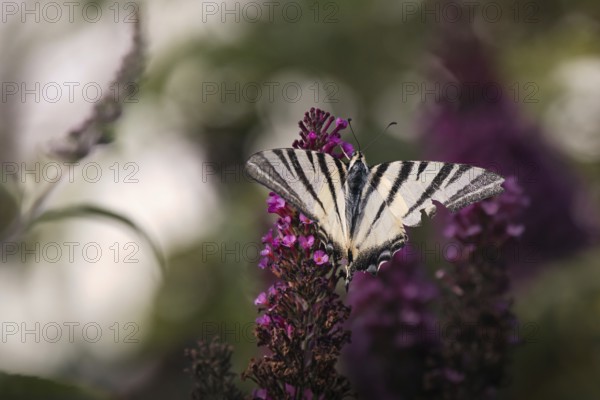 Sail butterfly (Iphiclides podalirius) sitting on a lilac blossom, Rhineland-Palatinate, Germany
