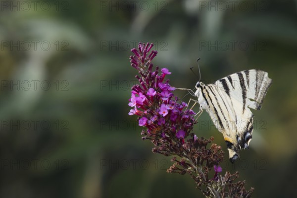 Sail butterfly (Iphiclides podalirius) sitting on a lilac blossom, Rhineland-Palatinate, Germany