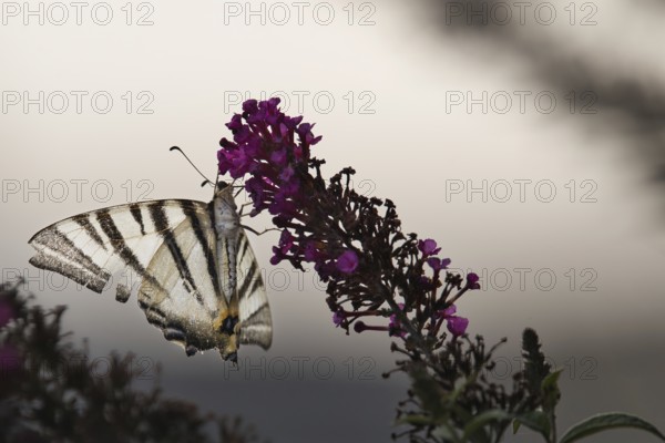 Sail butterfly (Iphiclides podalirius) sitting on a lilac blossom, Rhineland-Palatinate, Germany