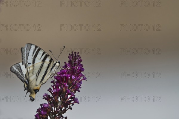 Sail butterfly (Iphiclides podalirius) sitting on a lilac blossom, Rhineland-Palatinate, Germany