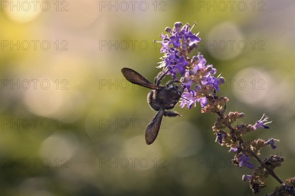Violet carpenter bee (Xylocopa violacea) on a flower, Rhineland-Palatinate, Germany