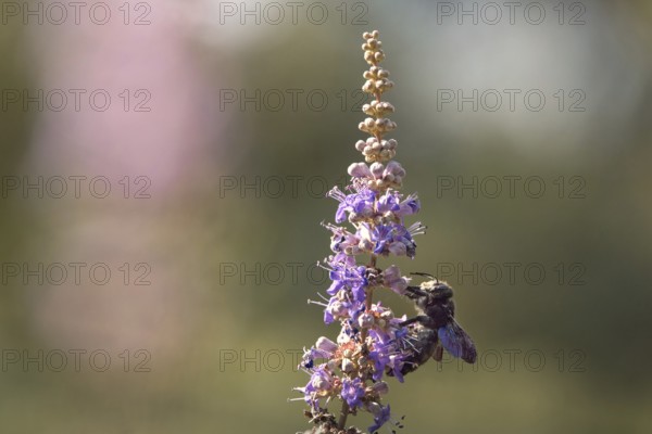 Violet carpenter bee (Xylocopa violacea) on a flower, Rhineland-Palatinate, Germany