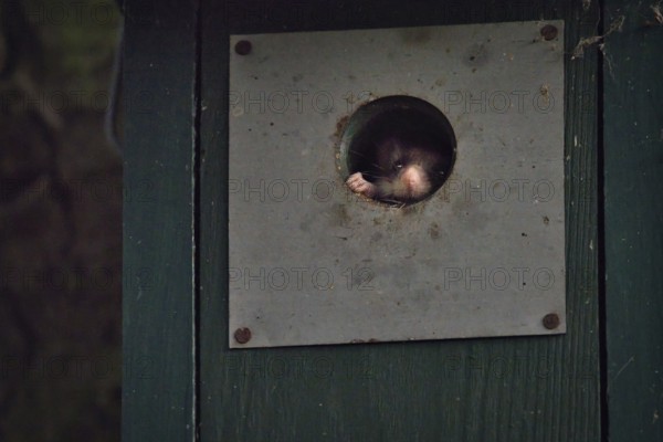 Garden dormouse (Eliomys quercinus) in bird house, looking out, Rhineland-Palatinate, Germany