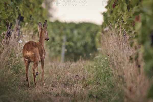 Roe deer (Capreolus capreolus) running in the vineyard, Rhine-Hesse region, Germany