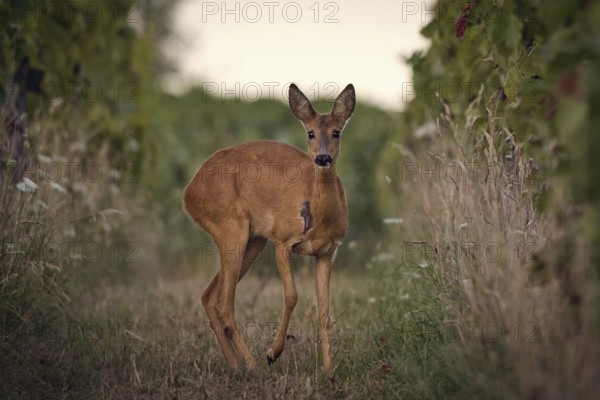 Roe deer (Capreolus capreolus) standing in a vineyard, Rhine-Hesse region, Germany