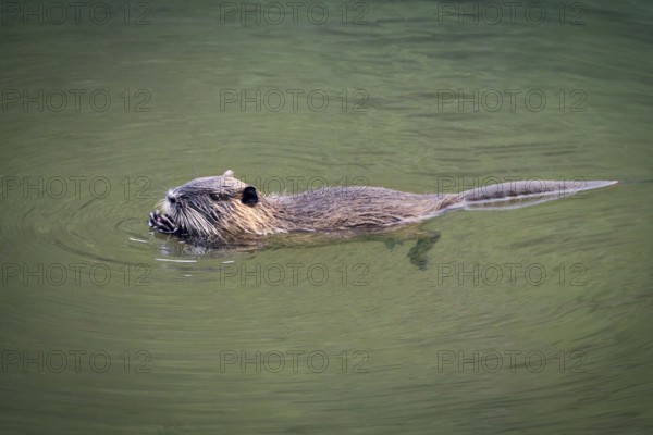 Nutria (Myocastor coypus) swimming in a river and eating a chestnut, Rhineland-Palatinate, Germany