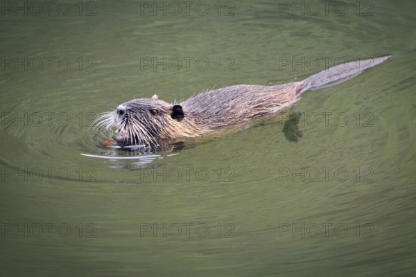 Nutria (Myocastor coypus) swimming in a river and eating a chestnut, Rhineland-Palatinate, Germany