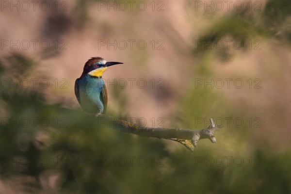 Bee-eater (Merops apiaster) sitting on a branch, Rhineland-Palatinate, Germany