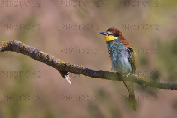 Bee-eater (Merops apiaster) sitting on a branch, Rhineland-Palatinate, Germany