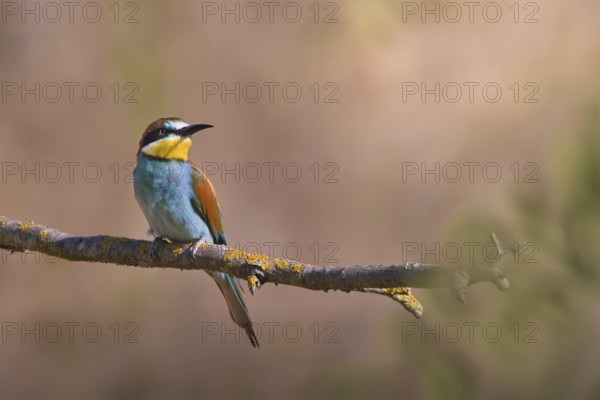 Bee-eater (Merops apiaster) sitting on a branch, Rhineland-Palatinate, Germany