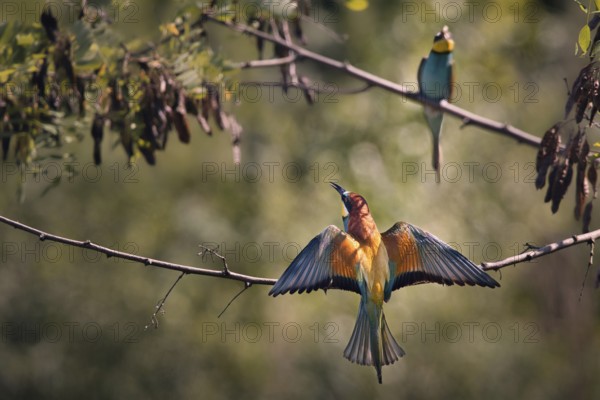 Two bee-eaters (Merops apiaster) sitting on a branch with outstretched wings, Rhineland-Palatinate, Germany