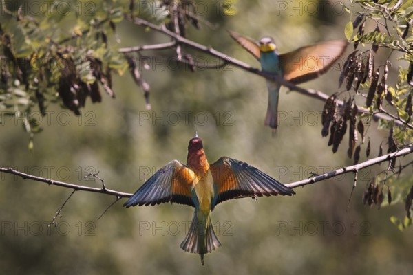 Two bee-eaters (Merops apiaster) sitting on a branch with outstretched wings, Rhineland-Palatinate, Germany