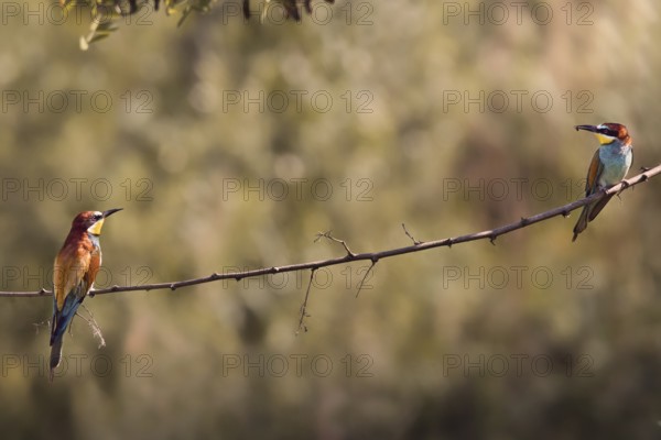 Two bee-eaters (Merops apiaster) sitting on a branch, Rhineland-Palatinate, Germany