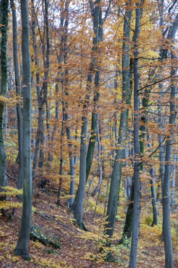Autumn forest with tall trees and colourful foliage covering the forest floor, Ybbstal Mostviertel Lower Austria Austria