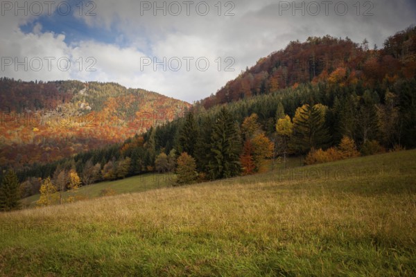 Autumnal mountain landscape with colourful forests and wide meadows under a cloudy sky, Ybbstal Mostviertel Lower Austria Austria