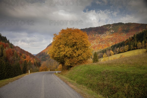 Autumn landscape with a winding road leading through colourful forests and rolling hills, Ybbstal Mostviertel Lower Austria Austria