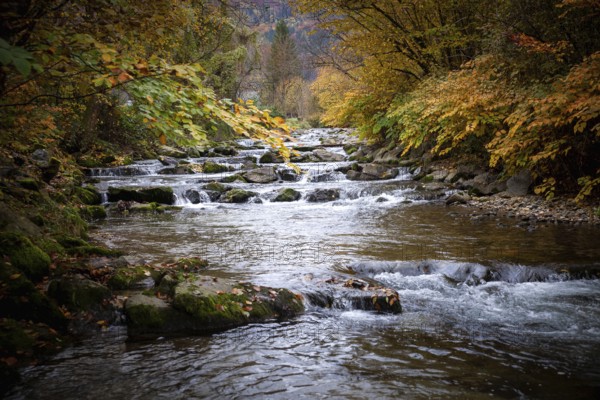 A shallow river with flowing water and colourful autumn leaves on the banks, Ybbstal Mostviertel Lower Austria Austria