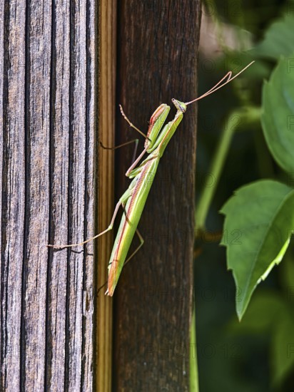A praying mantis sits on a wooden post next to green plants, Weinviertel Lower Austria Austria