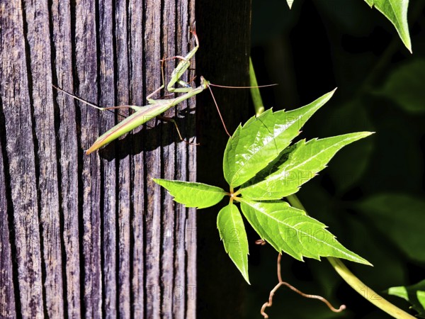 A praying mantis climbs a wooden post next to bright green leaves, Weinviertel Lower Austria Austria