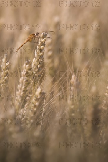 Scarlet Dragonfly (Crocothemis erythraea) in a wheat field, Rhineland-Palatinate, Germany