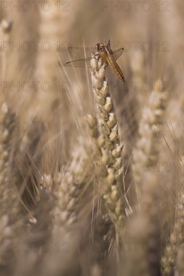 Scarlet Dragonfly (Crocothemis erythraea) in a wheat field, Rhineland-Palatinate, Germany