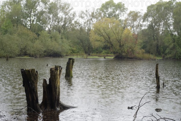 Heavy rain fills the Heidsee lake with water again after the summer in early autumn, pond, natural monument, heavy rain event, continuous rain, climate change, weather extremes, Schwäbisch-Franconian Wald nature park Park, Schwäbisch Hall, Hohenlohe, Germany