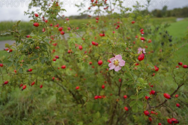 So-called second bloom on the rose hip as a natural phenomenon, dog rose (Rosa canina), weather extremes, climate change, Swabian-Franconian Forest nature park Park, Schwäbisch Hall, Hohenlohe, Germany