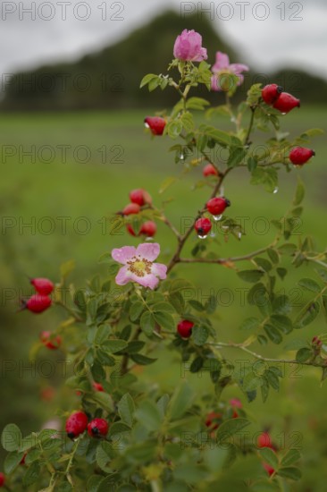 So-called second bloom on the rose hip as a natural phenomenon, dog rose (Rosa canina), weather extremes, climate change, Swabian-Franconian Forest nature park Park, Schwäbisch Hall, Hohenlohe, Germany