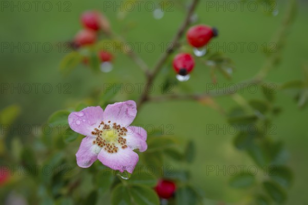 So-called second bloom on the rose hip as a natural phenomenon, dog rose (Rosa canina), weather extremes, climate change, Swabian-Franconian Forest nature park Park, Schwäbisch Hall, Hohenlohe, Germany