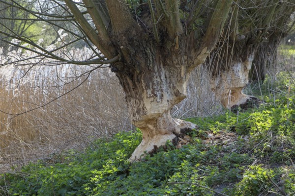 Two tree trunks of pollard willows showing teeth marks and wood chips from gnawing by Eurasian beaver (Castor fiber), Zevergem, East Flanders, Belgium