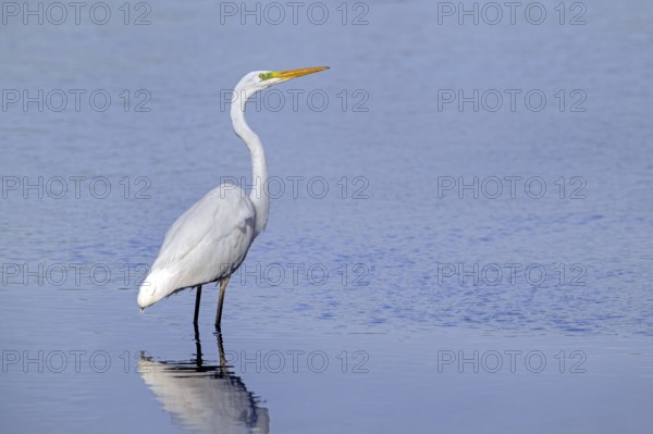 Great white egret, great egret (Ardea alba) non-breeding adult foraging in shallow water of pond in late summer (September)