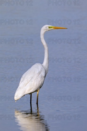Great white egret, great egret (Ardea alba) non-breeding adult foraging in shallow water of pond in late summer (September)