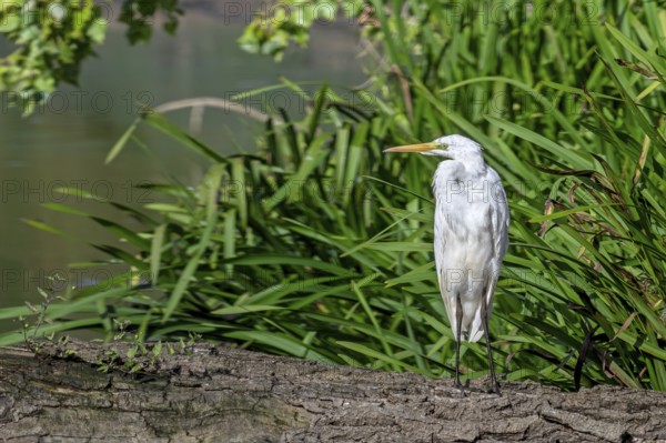 Great white egret, great egret (Ardea alba) non-breeding adult resting on fallen tree trunk in pond in late summer (September)