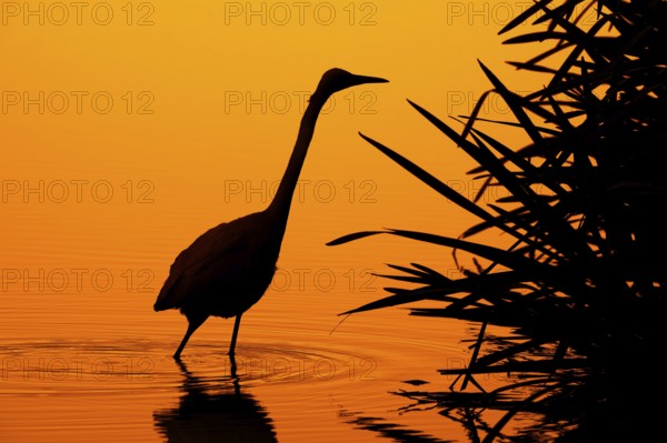 Great white egret, great egret (Ardea alba) silhouetted fishing in shallow water of pond with aquatic vegetation at sunset