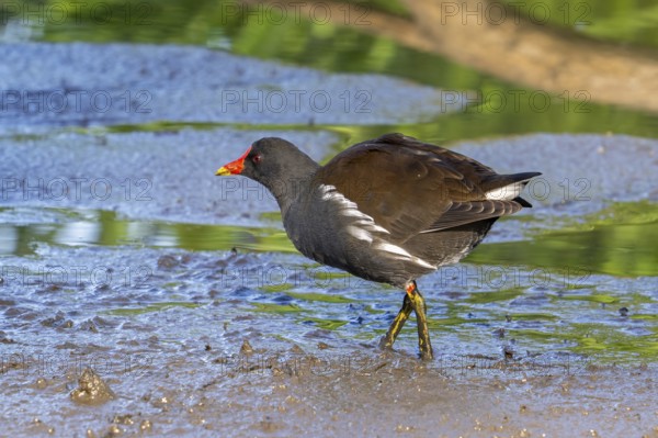 Eurasian common moorhen, waterhen (Gallinula chloropus) foraging in the mud along pond in marshland