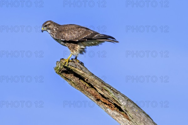 Common buzzard (Buteo buteo) perched on dead tree trunk against blue sky