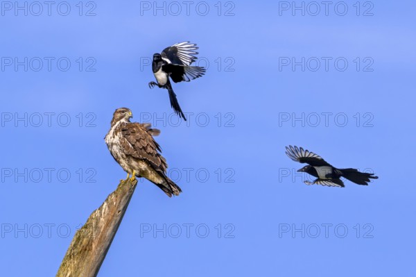 Two Eurasian magpies (Pica pica) in flight harassing, mobbing common buzzard (Buteo buteo) perched on dead tree trunk