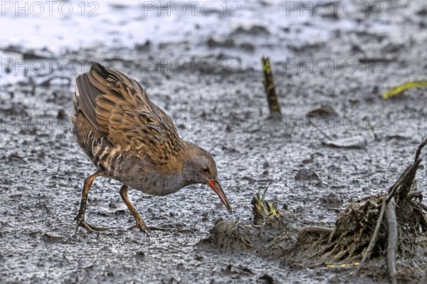 European water rail (Rallus aquaticus) foraging along muddy pond shore at marshland in late summer