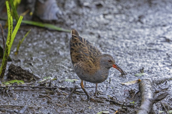 European water rail (Rallus aquaticus) foraging along muddy pond shore at marshland in late summer
