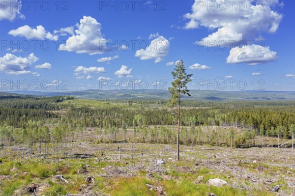 Lone pine tree amidst clearcut area, clearcutting, clearfelling is a forestry, logging practice in which all trees are cut down, Dalarna, Sweden