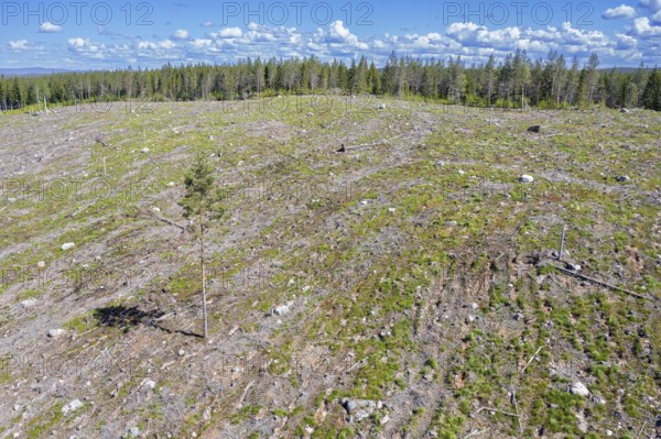 Lone pine tree amidst clearcut area, clearcutting, clearfelling is a forestry, logging practice in which all trees are cut down, Dalarna, Sweden
